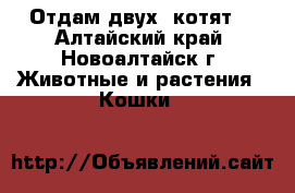 Отдам двух  котят  - Алтайский край, Новоалтайск г. Животные и растения » Кошки   